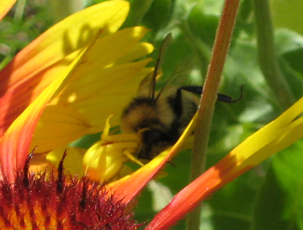 Small Spider vs Bee on Flower